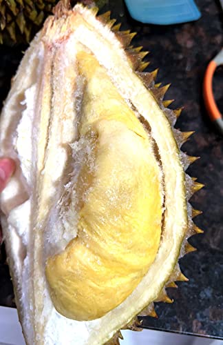 Robben Premium Quality Vietnamese Frozen Fresh RI6 Durian, 越南金枕头榴莲, (From 4-6 lb, Pack of 1)
