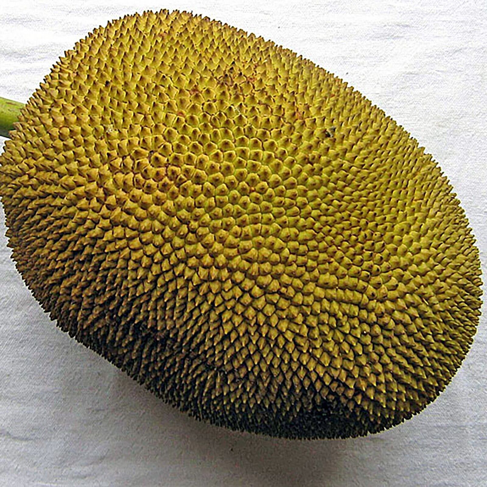 Collection of Fresh Whole Jackfruit 25-35 lb in a gallery layout