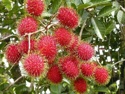Collection of Fresh Rambutans - 1 Bag ( From 3 to 4 Lbs ) in a gallery layout