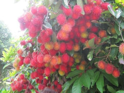 Collection of Fresh Rambutans - 1 Bag ( From 3 to 4 Lbs ) in a gallery layout